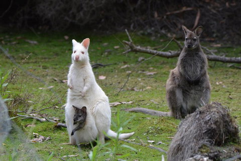 Full-Day Guided Bruny Island Tour From Hobart - Phillip Island Accommodation 0