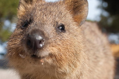 Seaplane Flights Perth To Rottnest Island And Return - Phillip Island Accommodation 2