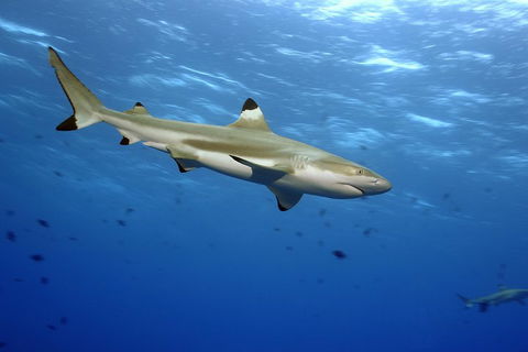 SEA LIFE Melbourne Aquarium Admission Ticket - Phillip Island Accommodation 3