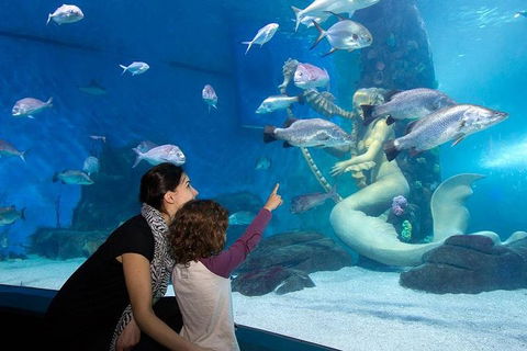 SEA LIFE Melbourne Aquarium Admission Ticket - Phillip Island Accommodation 4