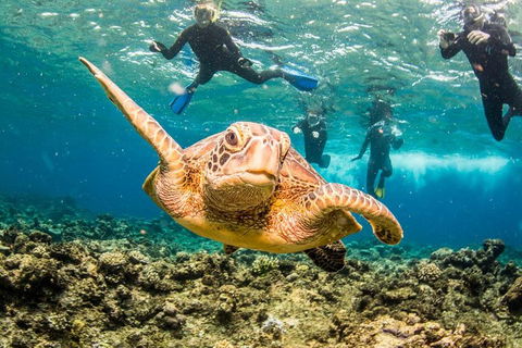 Great Barrier Reef Diving And Snorkeling Cruise From Cairns - Phillip Island Accommodation 3