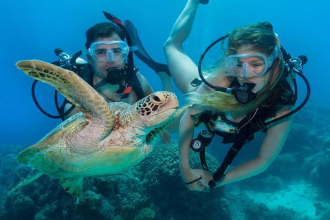Great Barrier Reef Diving And Snorkeling Cruise From Cairns - Phillip Island Accommodation 4