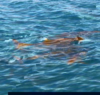 Roebuck Bay Snubfin Dolphin Cruise - Phillip Island Accommodation