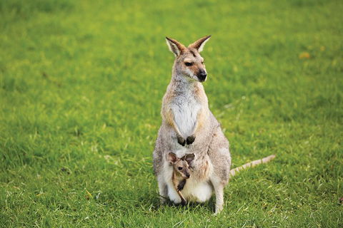 Full-Day Small-Group History And Heritage Tour Of Brisbane City - Phillip Island Accommodation 4