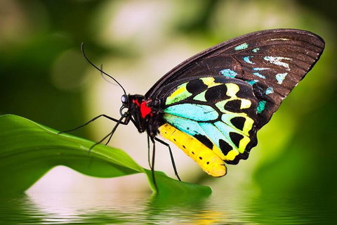Australian Butterfly Sanctuary - Phillip Island Accommodation 4