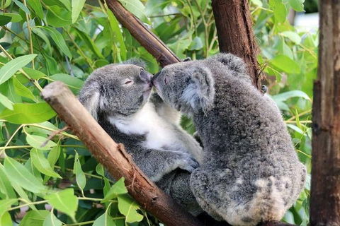 Classic Kuranda By Skyrail And Scenic Railway Including Rainforestation, Koala And Wildlife Park And Pamagirri Aboriginal Experi - Phillip Island Accommodation 3