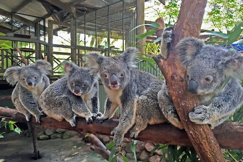Best Of Kuranda Including Skyrail, Kuranda Scenic Railway And Rainforestation - Phillip Island Accommodation 4