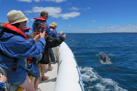 Kangaroo Island 75-Minute Ocean Safari - Phillip Island Accommodation 3