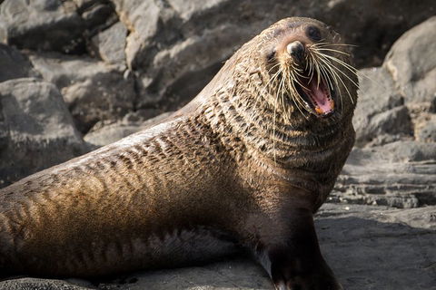 Kangaroo Island 75-Minute Ocean Safari - Phillip Island Accommodation 5