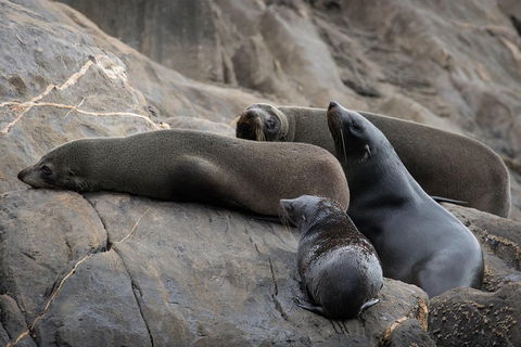 Kangaroo Island Ocean Safari - Snorkeling Safari - Phillip Island Accommodation 0