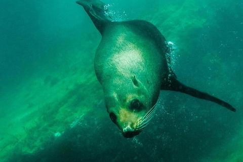 Kangaroo Island Ocean Safari - Snorkeling Safari - Phillip Island Accommodation 1