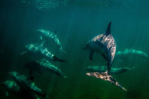 Kangaroo Island Ocean Safari - Snorkeling Safari - Phillip Island Accommodation 2