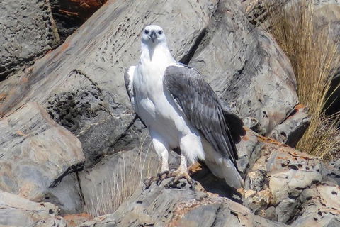 Kangaroo Island Ocean Safari - Snorkeling Safari - Phillip Island Accommodation 4