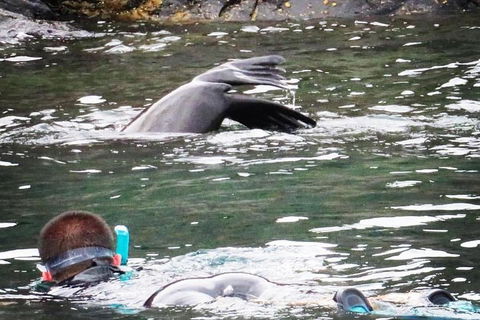 Kangaroo Island Ocean Safari - Snorkeling Safari - Phillip Island Accommodation 5