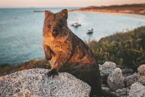 Rottnest Island Roundtrip Fast Ferry From Hillarys Boat Harbour - Phillip Island Accommodation 5