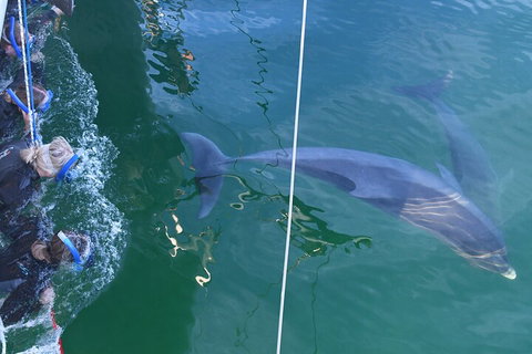 Dolphin Cruise From Adelaide With Optional Dolphin Swim - Phillip Island Accommodation 0