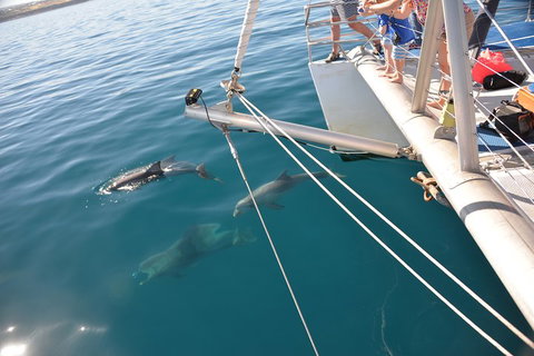 Dolphin Cruise From Adelaide With Optional Dolphin Swim - Phillip Island Accommodation 1