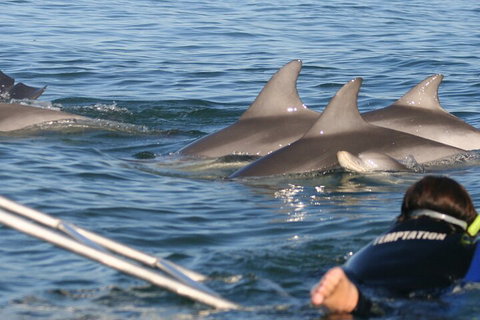 Dolphin Cruise From Adelaide With Optional Dolphin Swim - Phillip Island Accommodation 2