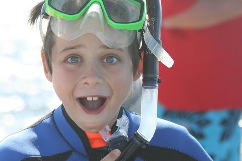 Dolphin Cruise From Adelaide With Optional Dolphin Swim - Phillip Island Accommodation 3