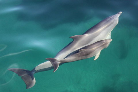 Dolphin Cruise From Adelaide With Optional Dolphin Swim - Phillip Island Accommodation 4