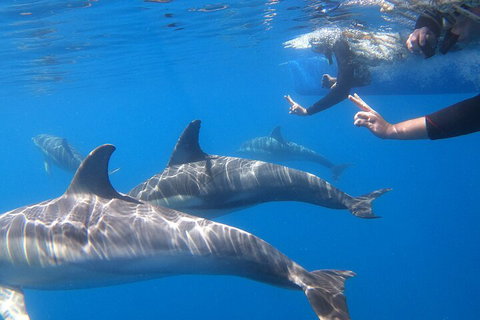 Dolphin Cruise From Adelaide With Optional Dolphin Swim - Phillip Island Accommodation 5