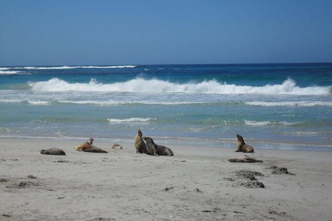 Kangaroo Island In A Day Tour From Adelaide - Phillip Island Accommodation 1