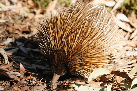 Kangaroo Island In A Day Tour From Adelaide - Phillip Island Accommodation 2