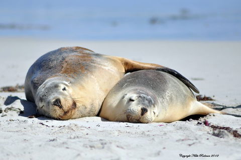 NEW TOUR - Kangaroo Island Road To Recovery Tour (1 Day/1 Night) - Phillip Island Accommodation 1