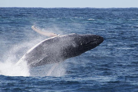 Whale Watching By Sea World Cruises - Phillip Island Accommodation 0