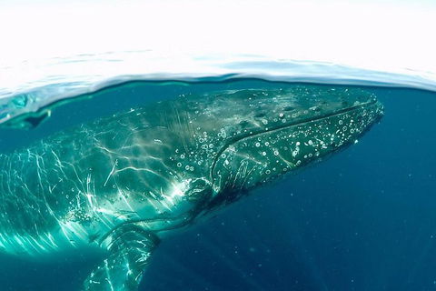 Whale Watching By Sea World Cruises - Phillip Island Accommodation 2