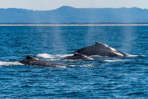Whale Watching By Sea World Cruises - Phillip Island Accommodation 4