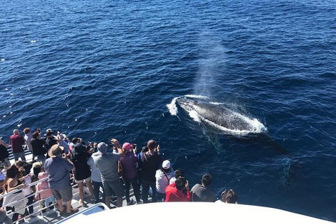 Whale Watching By Sea World Cruises - Phillip Island Accommodation 5