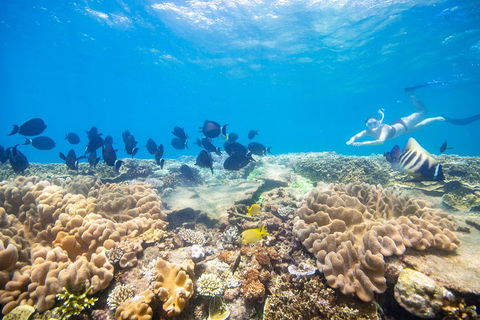 Outer Reef Pontoon Experience From Cairns - Phillip Island Accommodation 4