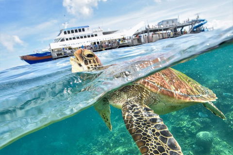 Outer Reef Pontoon Experience From Cairns - Phillip Island Accommodation 5