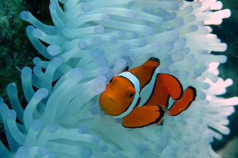 Seastar Luxury Outer Great Barrier Reef Island And Reef Tour From Cairns - Phillip Island Accommodation 0