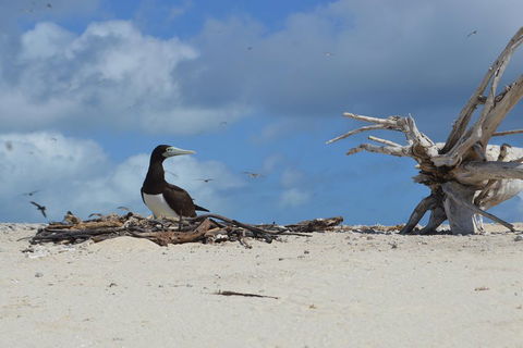 Seastar Luxury Outer Great Barrier Reef Island And Reef Tour From Cairns - Phillip Island Accommodation 1