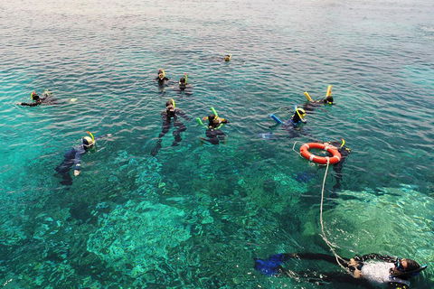 Seastar Luxury Outer Great Barrier Reef Island And Reef Tour From Cairns - Phillip Island Accommodation 2