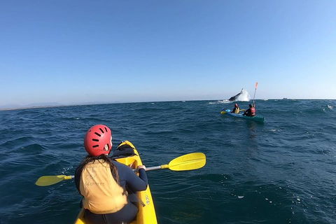 Kayaking With Dolphins In Byron Bay Guided Tour - Phillip Island Accommodation 3