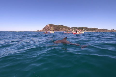 Kayaking With Dolphins In Byron Bay Guided Tour - Phillip Island Accommodation 5