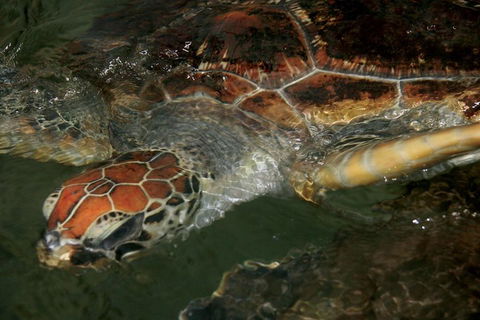 Cape Leveque 4WD Tour From Broome With Optional Return Flight - Phillip Island Accommodation 2