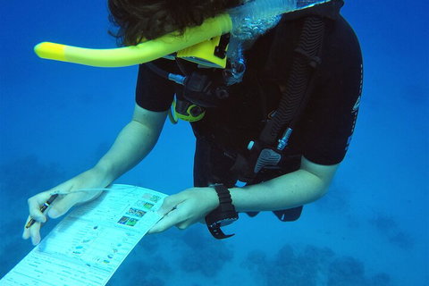 12-Day Great Barrier Reef Marine Conservation Program From Cairns - Phillip Island Accommodation 2