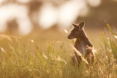 Blue Mountains Day Tour With Wildlife At Sunset From Sydney - Phillip Island Accommodation 2