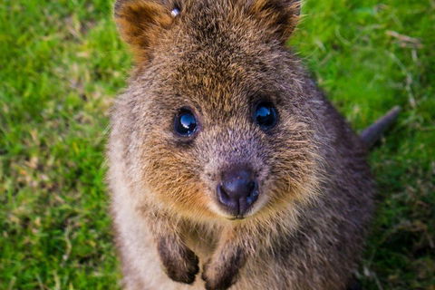 Blue Mountains Sunset Tour | Kangaroos & Koala Encounter (Private Tour) - Phillip Island Accommodation 1