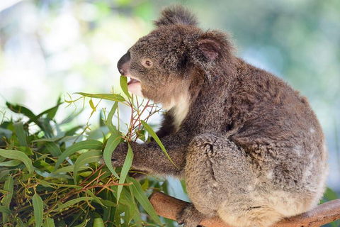 Blue Mountains Private Tour With Kangaroos & Koala Encounter - Phillip Island Accommodation 0
