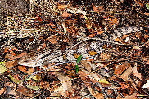 Hartley's Crocodile Adventures General Entry Ticket - Phillip Island Accommodation 5