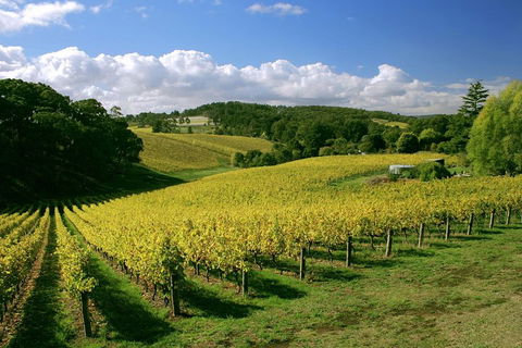 McLaren Vale And Glenelg Wine Tasting And Sightseeing (Half-day Afternoon) - Phillip Island Accommodation 4