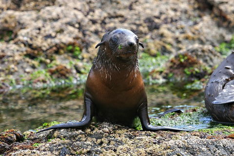 Phillip Island Seal-Watching Cruise - Phillip Island Accommodation 0