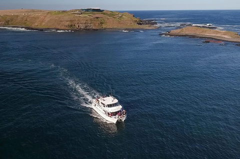 Phillip Island Seal-Watching Cruise - Phillip Island Accommodation 1