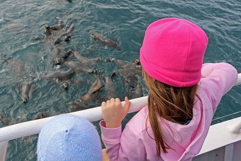Phillip Island Seal-Watching Cruise - Phillip Island Accommodation 2
