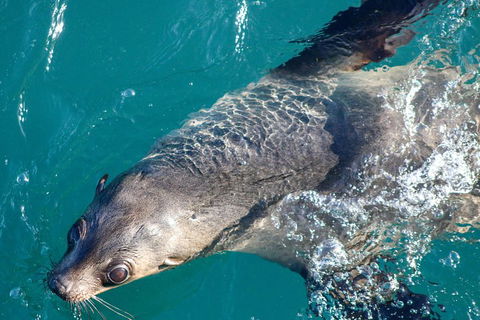 Phillip Island Seal-Watching Cruise - Phillip Island Accommodation 3